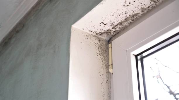 Best Insurance-Related Mold Remediation in Springfield, NJ