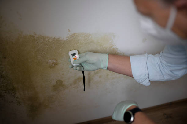 Best Mold Testing and Inspection Services in Springfield, NJ