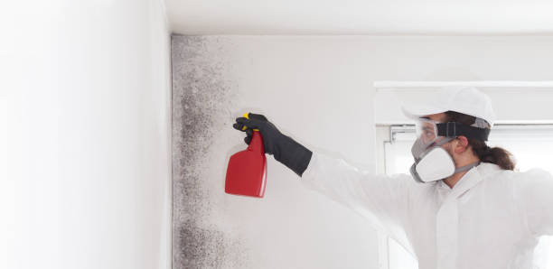 Best Black Mold Remediation in Springfield, NJ